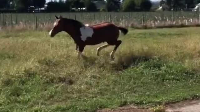 I think this pony will run very fast when he grows up, because his legs are so long