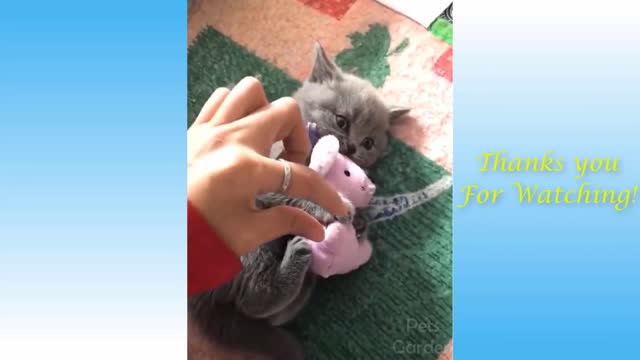 Funny Animals video Compilation #01