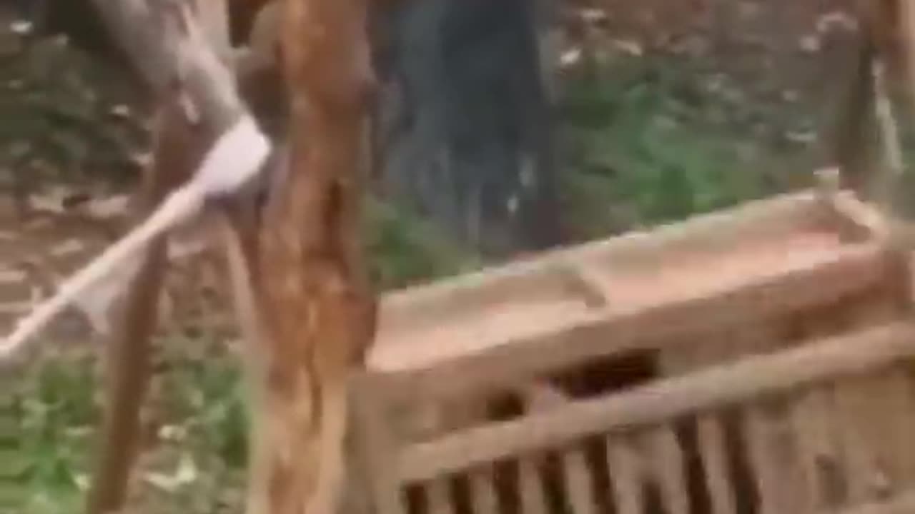 funny animals video