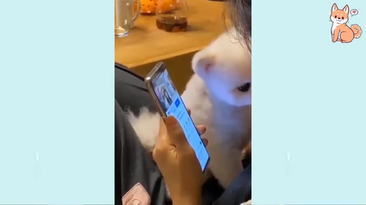 Angry - Funny Dogs of TikTok 😮 - angry Pet videos 😱