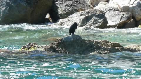 Flying on a rock in the waves and cleaning itself