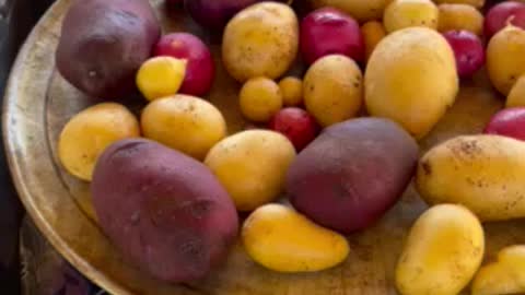5 Gallons Hydroponic Potato Harvest