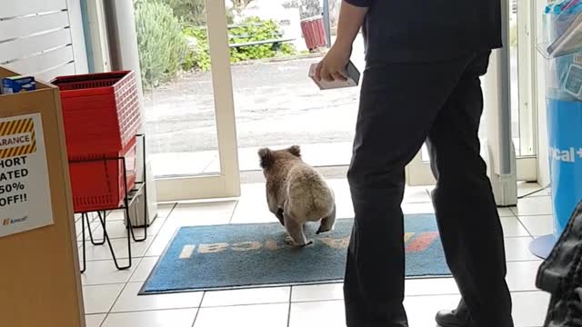 Koala Walks into Chemist