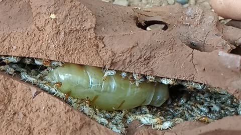 queen termites and cubs