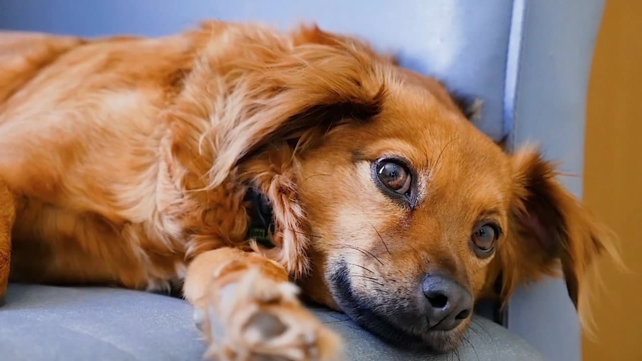 funny dog