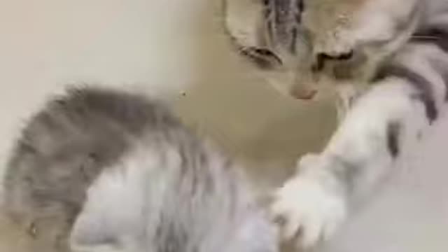 funny cat reaction on its little baby