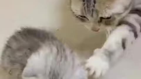 funny cat reaction on its little baby