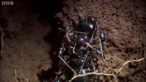 Queen Ant Mating Season | Ant Attack | BBC Earth