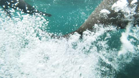 Seal Swimming under water