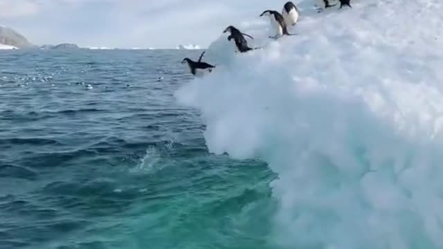 the penguins