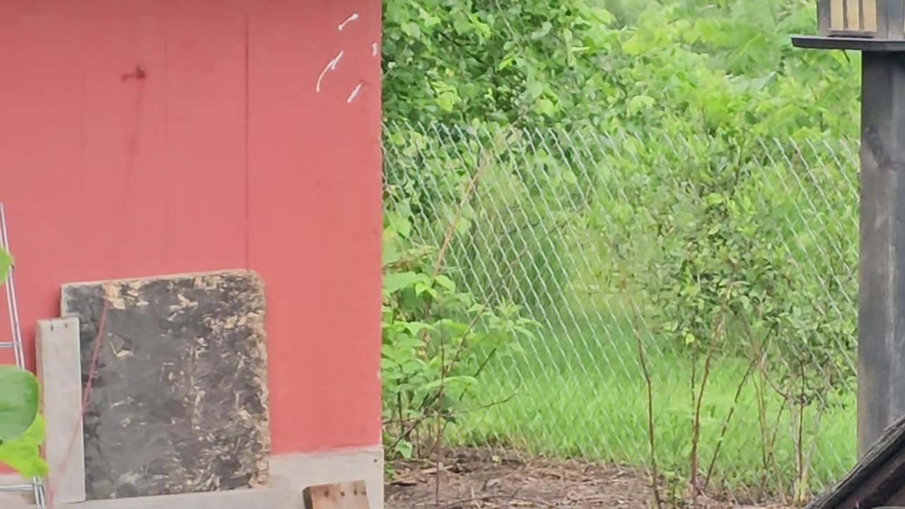 OMC! What has this hen so upset? ..Or is she actually Happy?