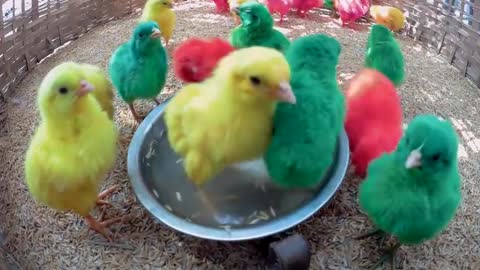 Baby chicken amazing,😱😍🐓🐔🐣🐥