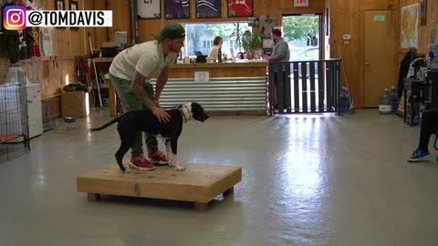 How To Train Your New Dog The Basics