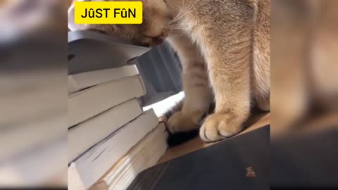 Funny cat videos Part : 1