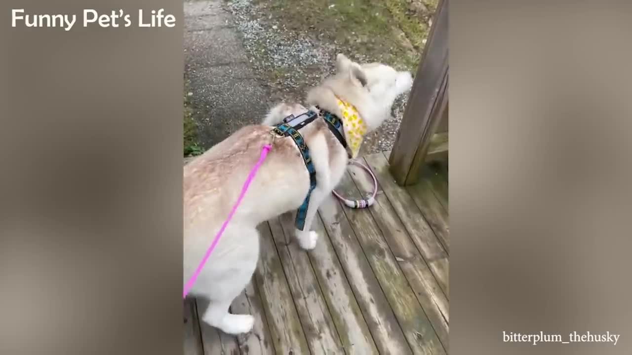 Try To Watch These Dogs Without Laughing 😍 Funniest Dog