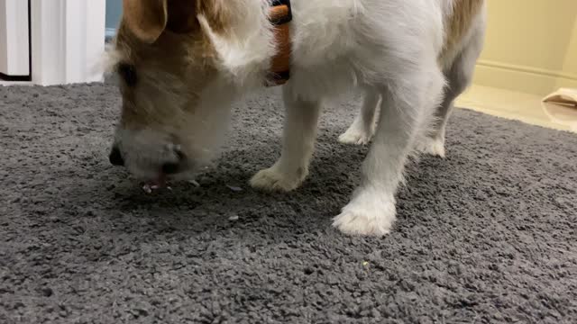 Dog is enjoying eating cabbage