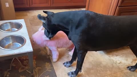 Pig and dog