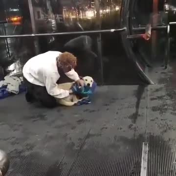 A man gave his clothes to the cold stray dog. The beauty of HUMANITY