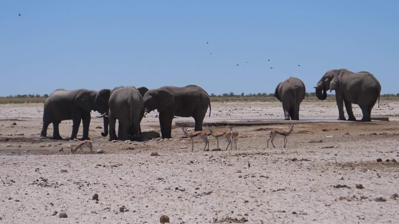 Herd of elephants and sprinbok at a dry savanna in Etosha National Park, Namibia