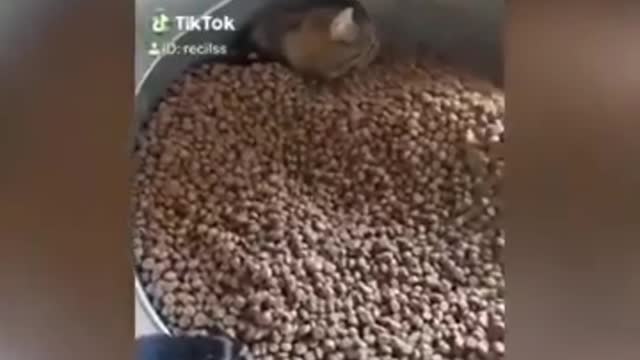Funniest cats the best vídeos