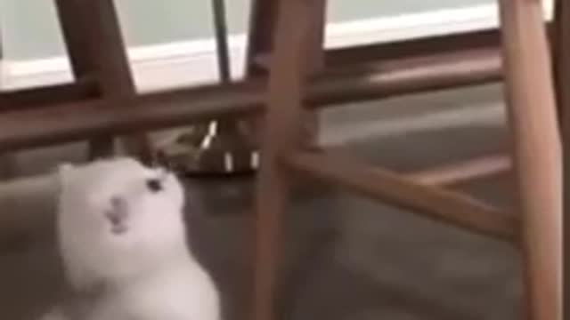 cate_—_animal_—_cute_dogs_—funny_animal_videos—Funny_video_