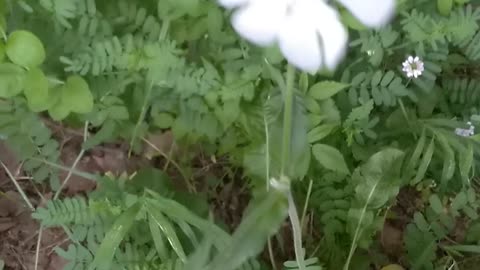 White Campion