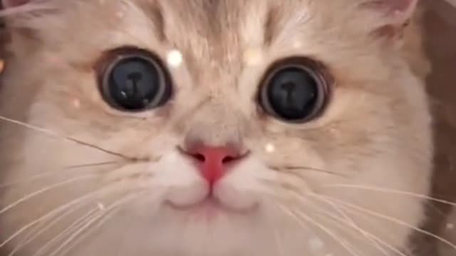 How Cute Cat🥰🥰