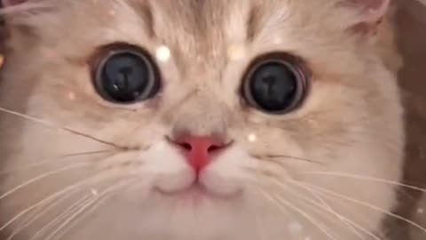 How Cute Cat🥰🥰