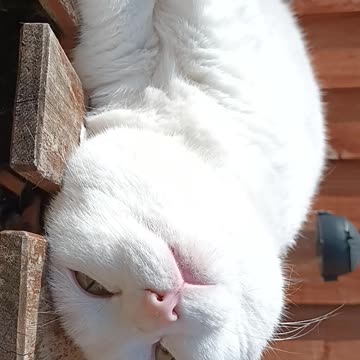 my cat loves sunshine