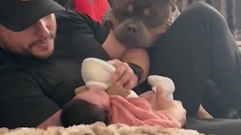 Adorable Bull Dog Snuggles with Newborn Baby!