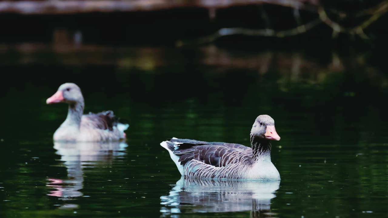 Beutiful birds