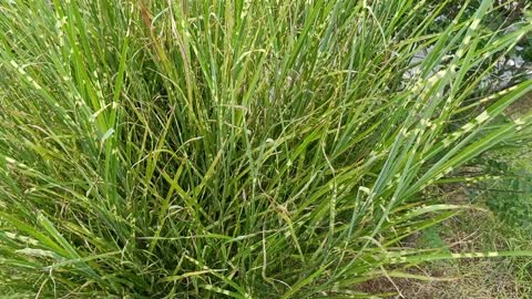 This bunch of grass is sick and some of the leaves are withered