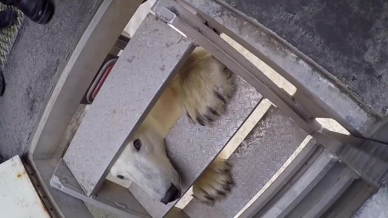 Polar Bear Encounter