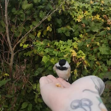 3 Birds Land in my Palm :)