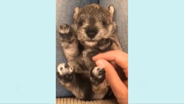 Cute Puppy Buddy - Cute Puppies - Funny and Smart Dogs