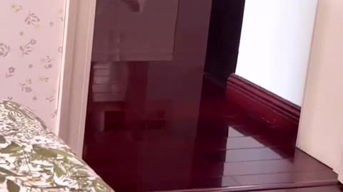 Cut cat