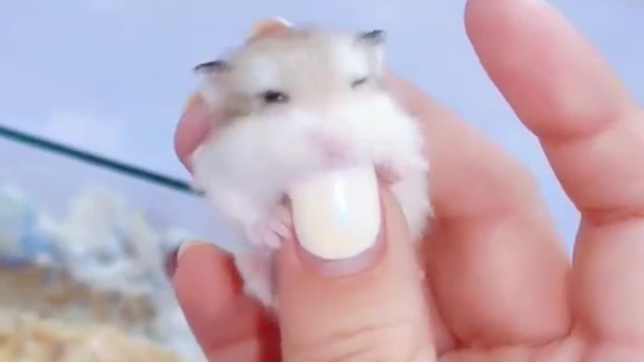 cute mini hamster😘 #viral #shorts #hamsterbabies #hamster #whitemouse