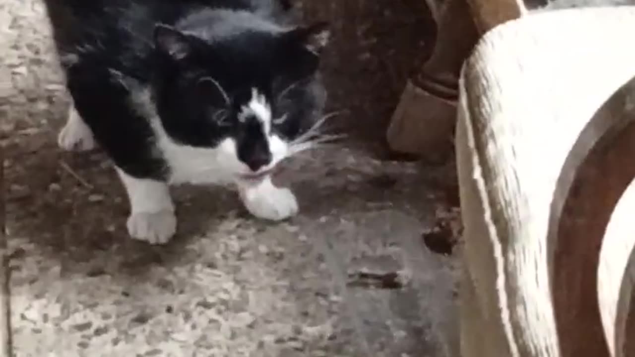Katze