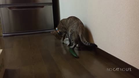 Cats Scared by Cucumbers Compilation