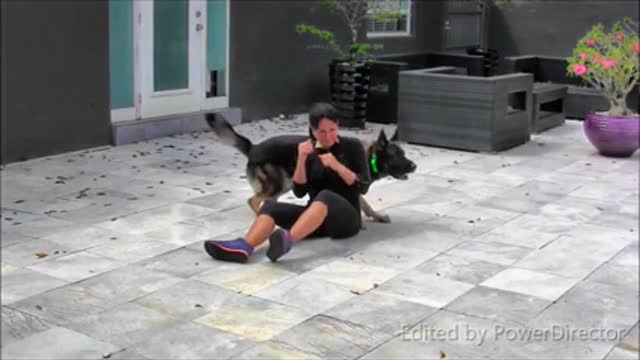 doggy sex Best funy moment of dog.verry funny videoš¤£