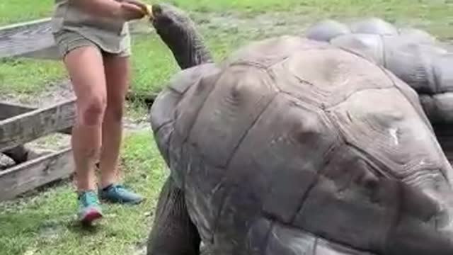 Funny Animal : Dance like Humans