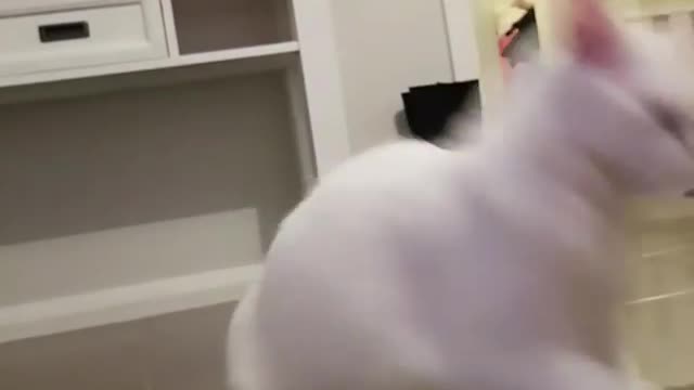 White Caty Playing With Toy