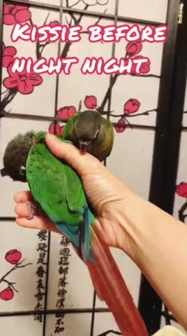 M & M Brothers Cuddling Before Bed