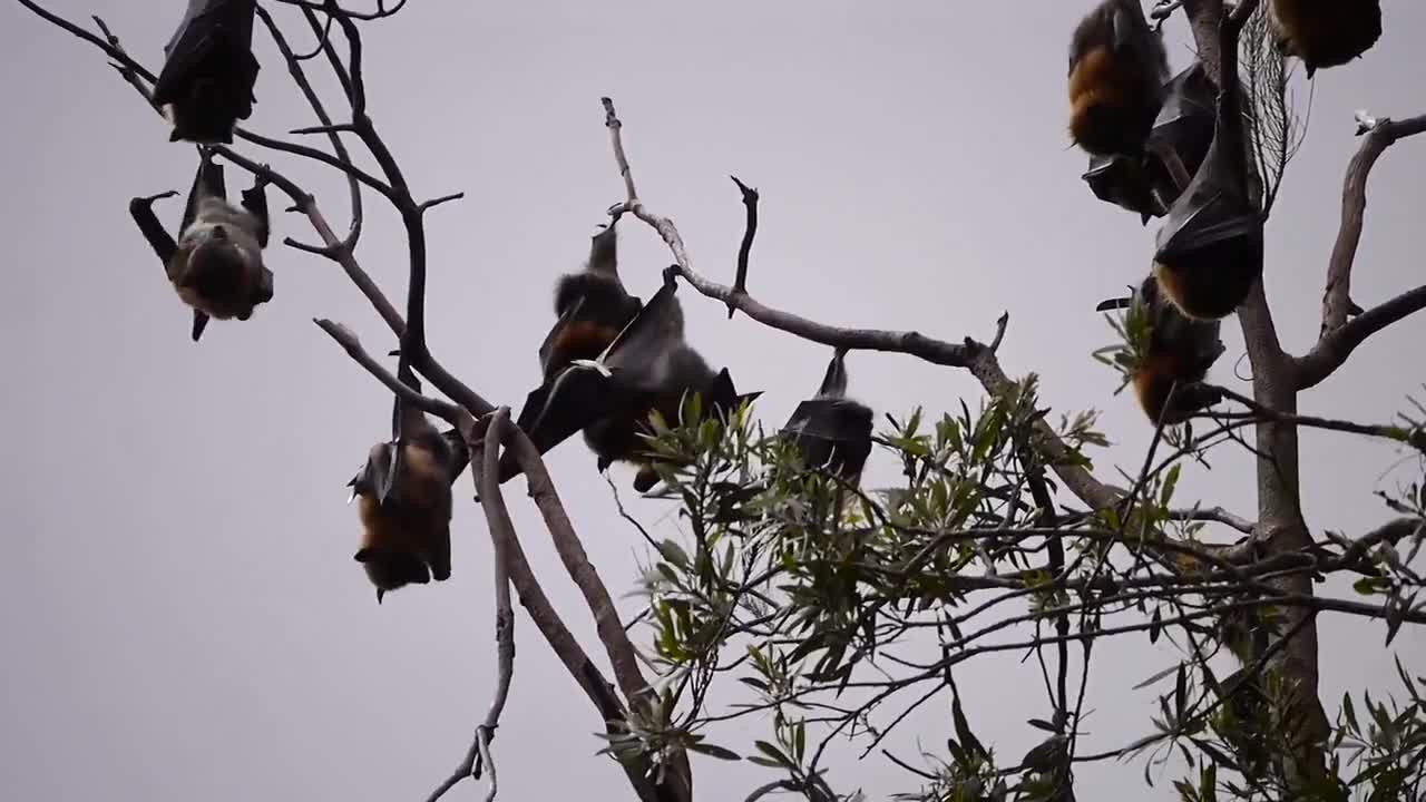 Bats Hanging On Branches