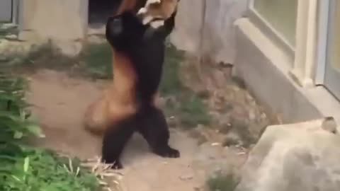 Red panda funny reactions