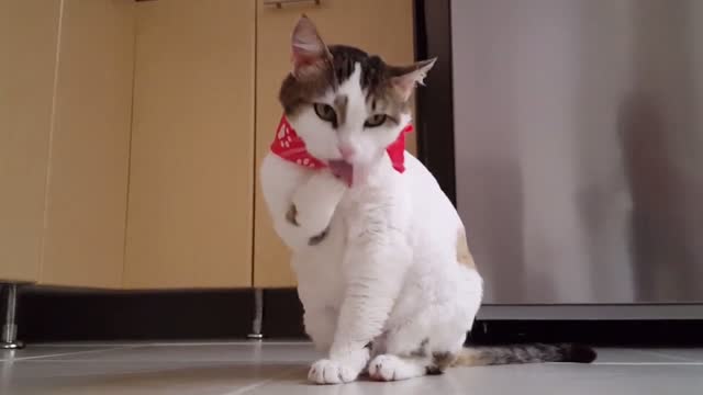 cute pets