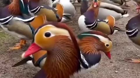 Mandarin Ducks - Very Beautiful