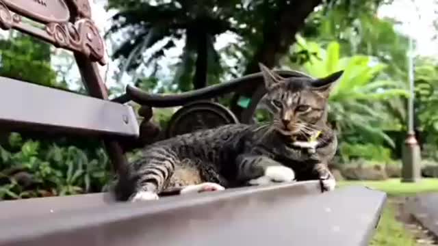 Cat Fighting acat enjoying Cat smilee Cat Sound Cat Stylish Dance Cat Stylish Steps