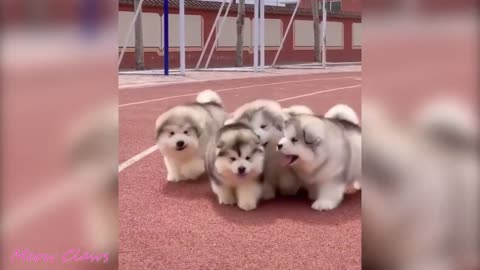 Baby Alaskan Malamute Cutest and Funniest Moments 😍