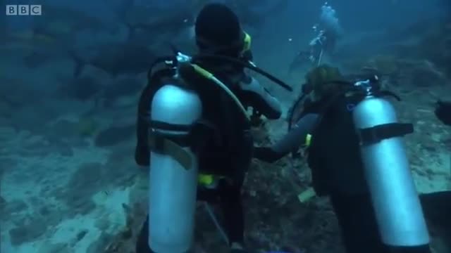 Feeding Bull Sharks | South Pacific | BBC Earth